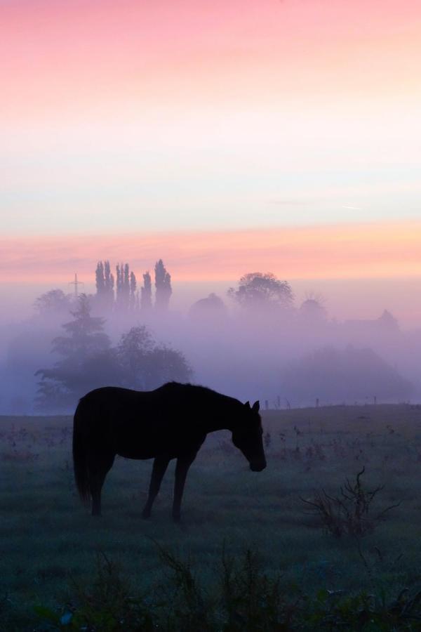 Gite Rural Les Petites Tetes Leuze-en-Hainaut Экстерьер фото